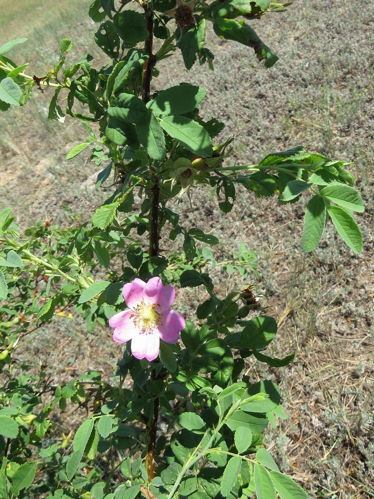 Image of Rosa laxa specimen.