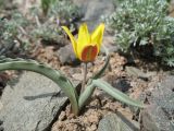 Tulipa iliensis