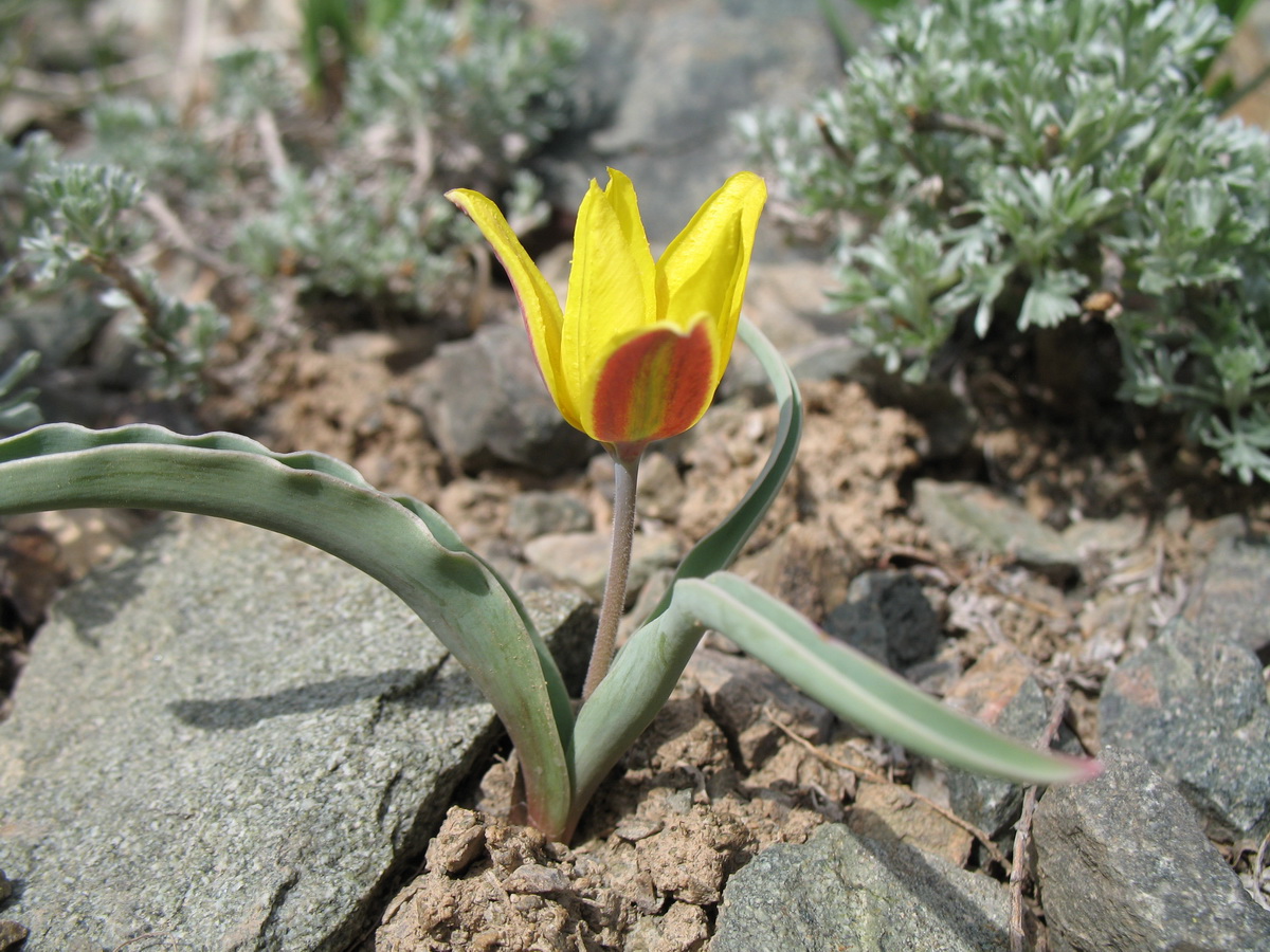 Image of Tulipa iliensis specimen.