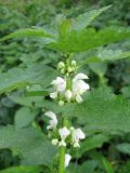 Lamium album