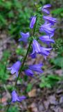 Campanula rapunculoides