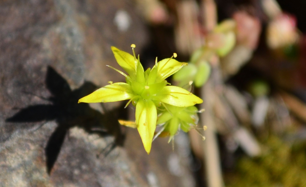Image of Sedum acre specimen.