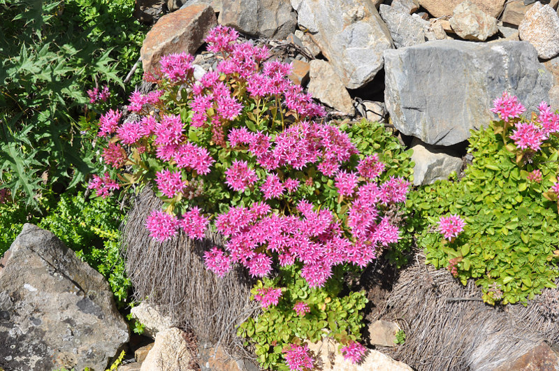 Image of Sedum spurium specimen.