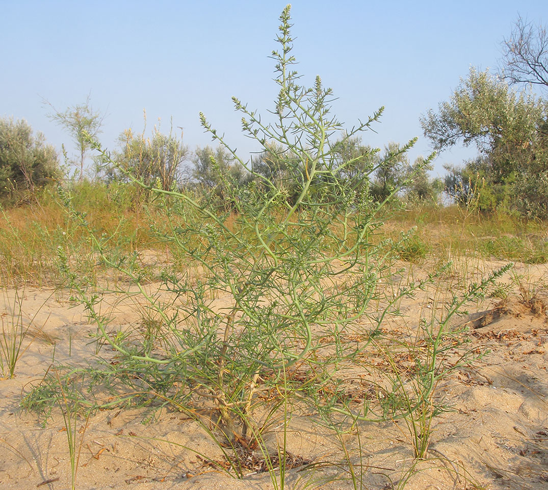 Изображение особи Salsola tragus.