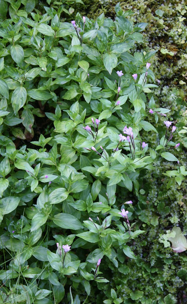 Image of Epilobium alsinifolium specimen.