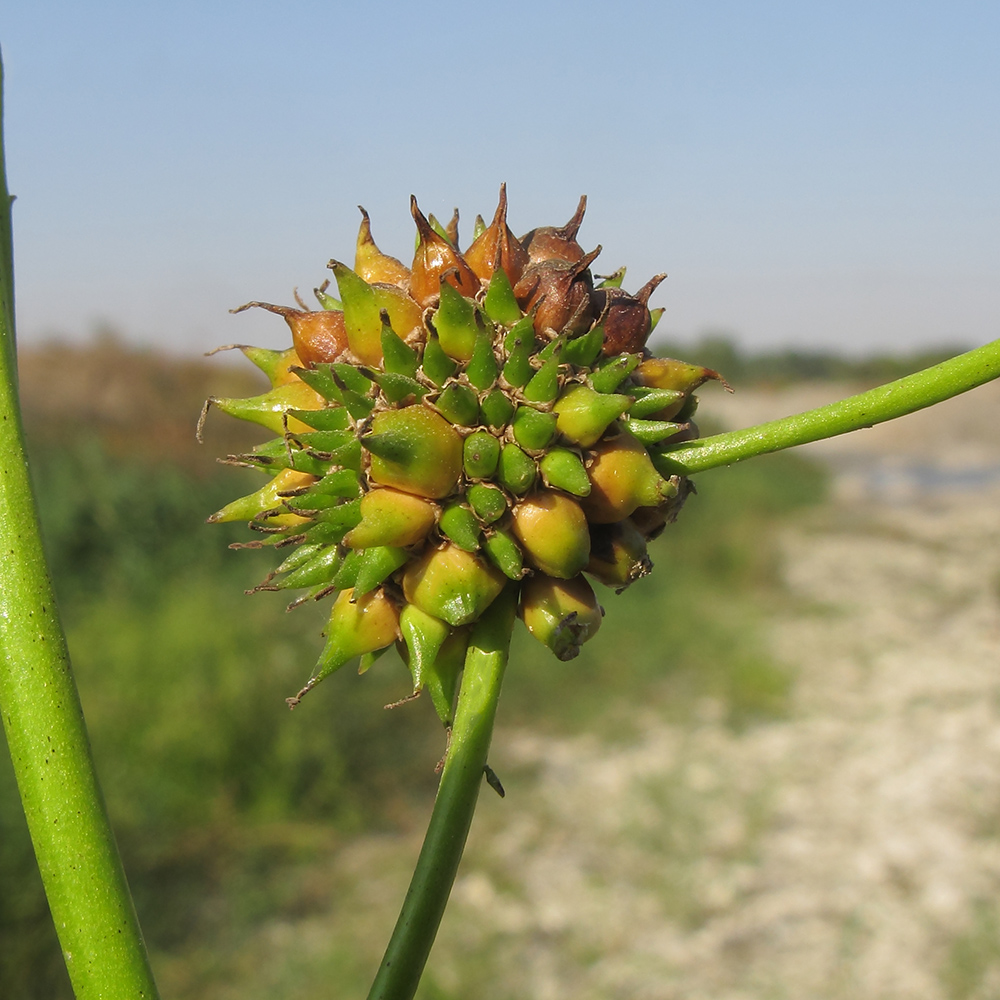 Изображение особи Sparganium stoloniferum.