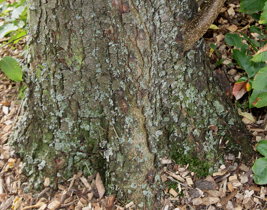 Изображение особи Ostrya carpinifolia.