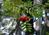 Sorbus aucuparia. Верхушка ветви с соплодием. Ленинградская обл., окр. озера Верхолино. 14.09.2014.