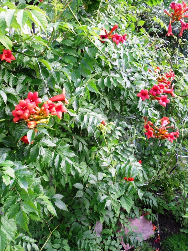 Image of Campsis radicans specimen.