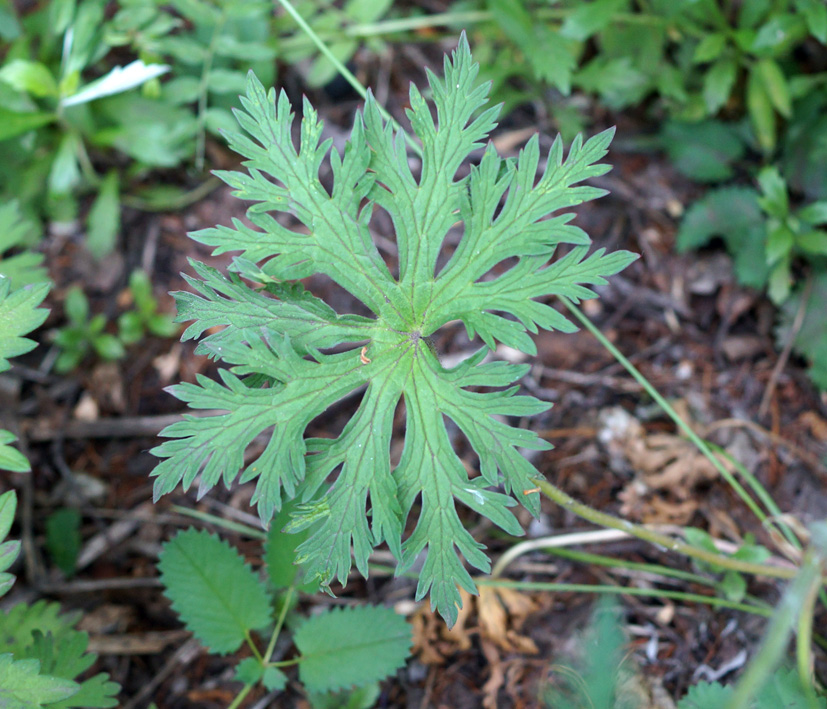 Image of Geranium pratense specimen.