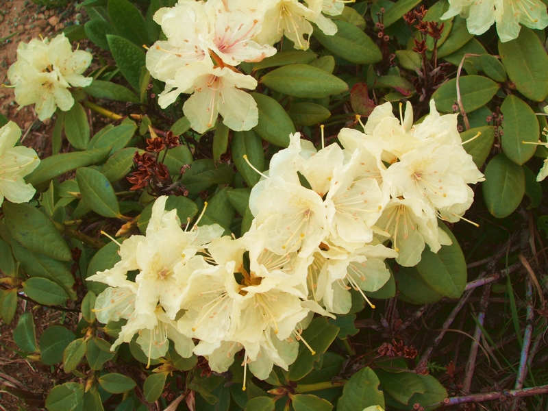 Image of Rhododendron aureum specimen.