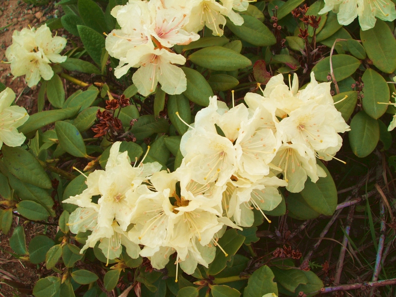 Изображение особи Rhododendron aureum.