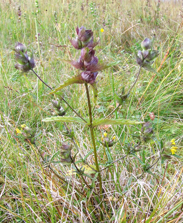 Изображение особи Rhinanthus groenlandicus.