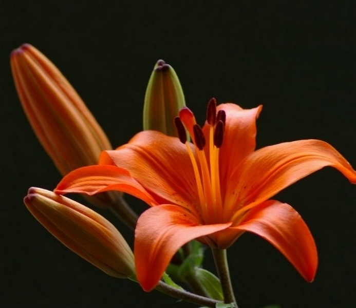 Image of Lilium pensylvanicum specimen.