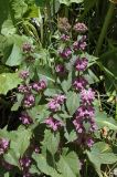 Phlomoides pratensis
