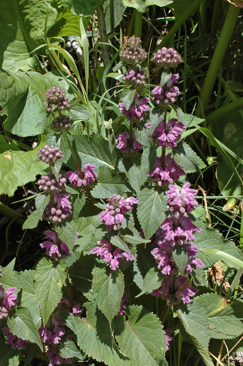 Image of Phlomoides pratensis specimen.