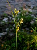 Juncus tenuis