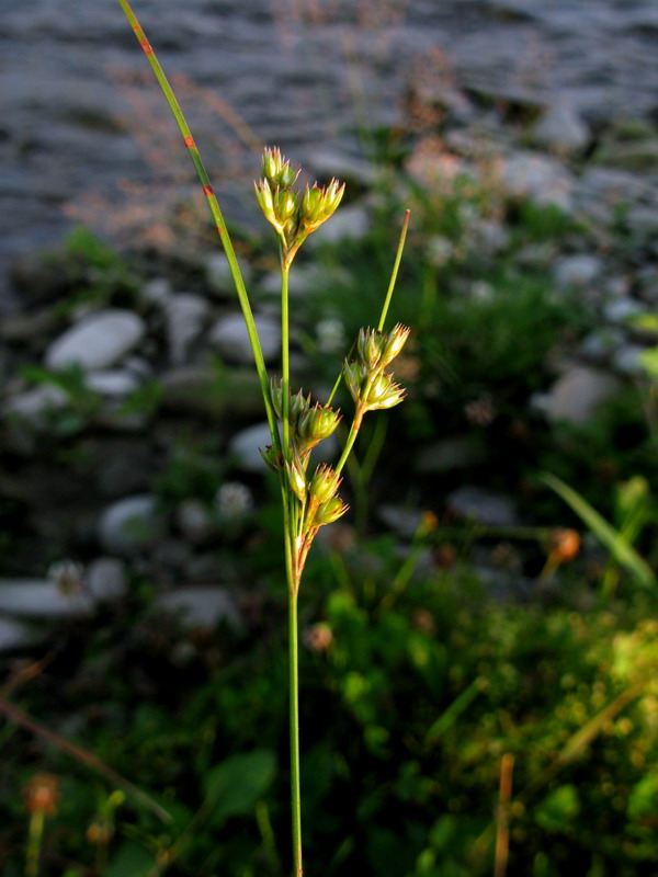 Image of Juncus tenuis specimen.