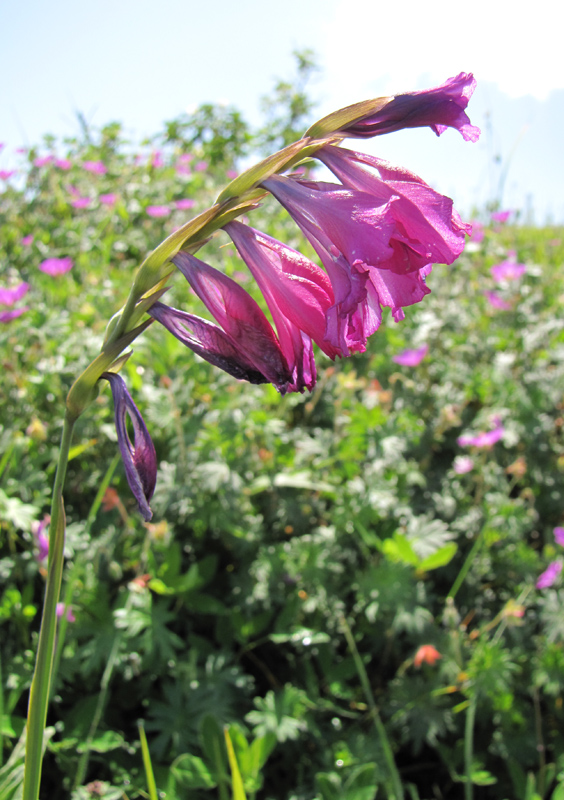 Image of Gladiolus imbricatus specimen.