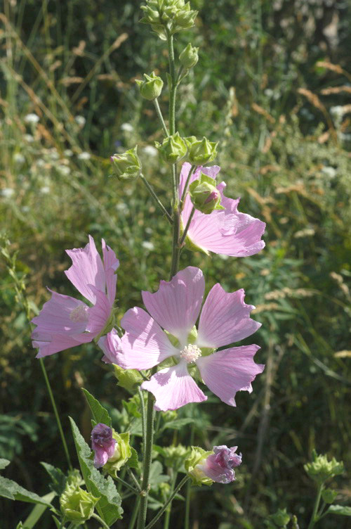 Image of Malva thuringiaca specimen.