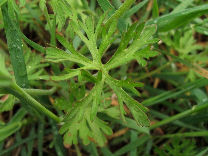 Изображение особи Geranium dissectum.