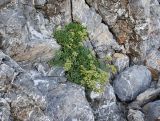 Crithmum maritimum