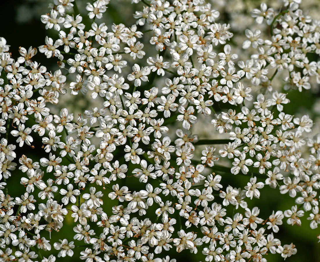 Image of Aegopodium podagraria specimen.