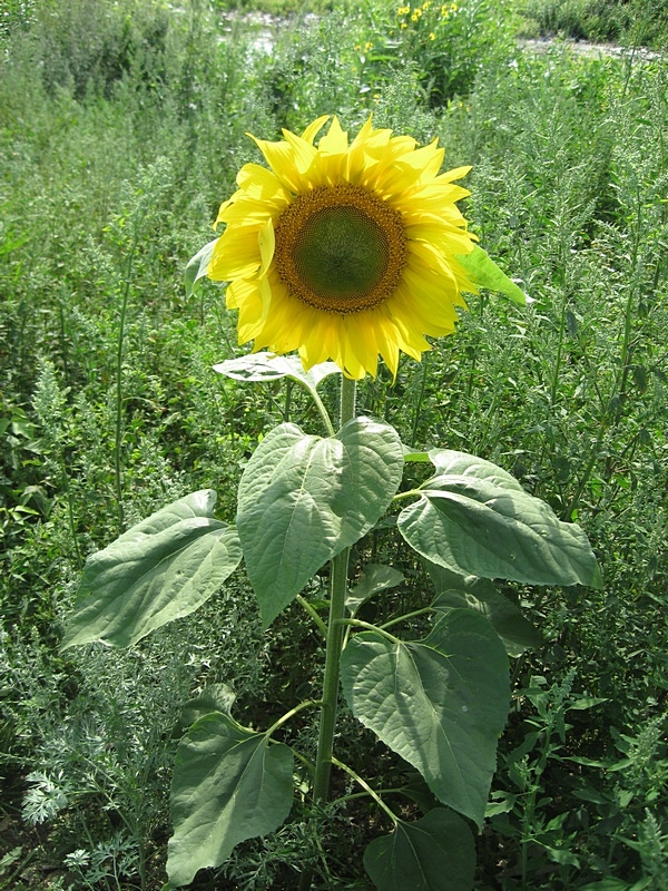 Изображение особи Helianthus annuus.