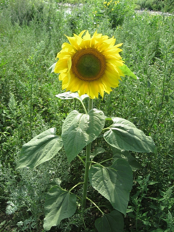 Изображение особи Helianthus annuus.