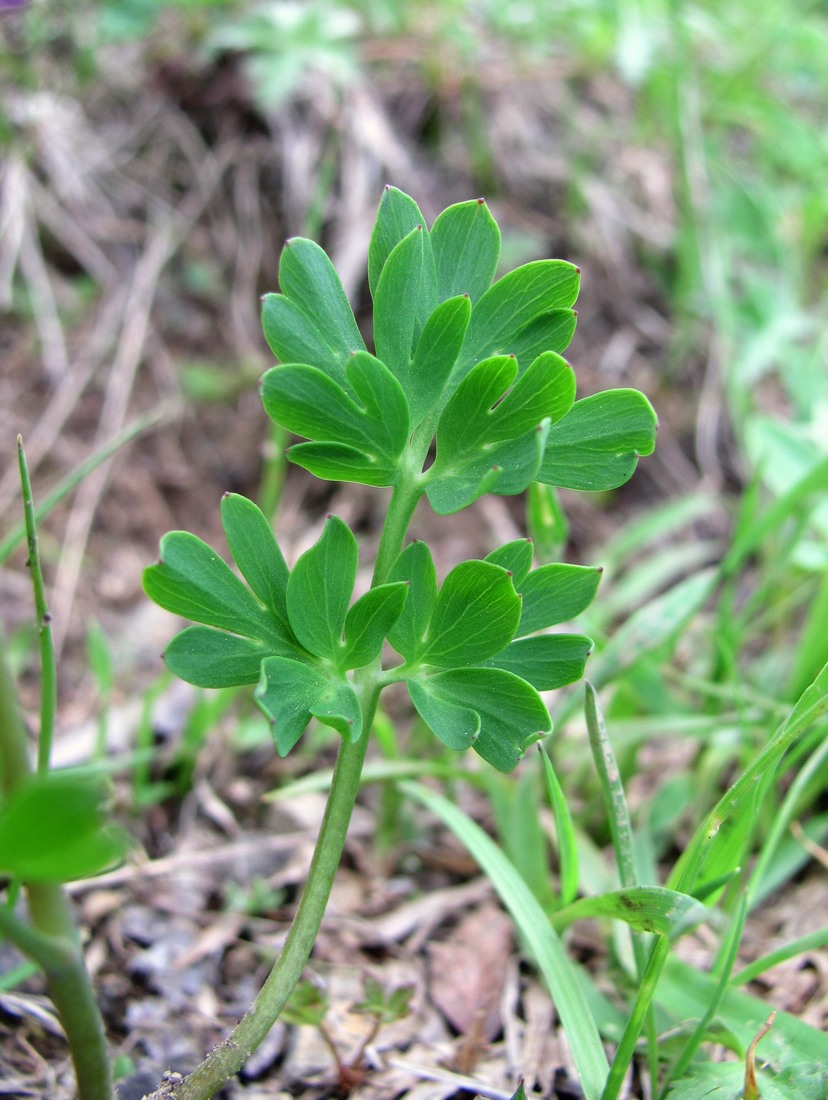 Image of Corydalis conorhiza specimen.