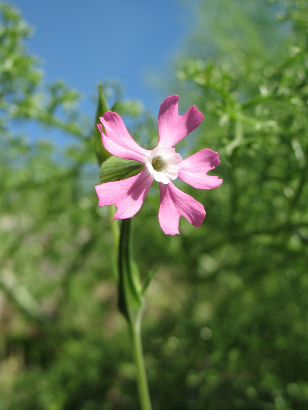 Image of Pleconax conica specimen.