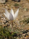 Crocus alatavicus. Цветущее растение. Казахстан, хр. Шолак, северней вдхр. Капчагай. 07.03.2015.