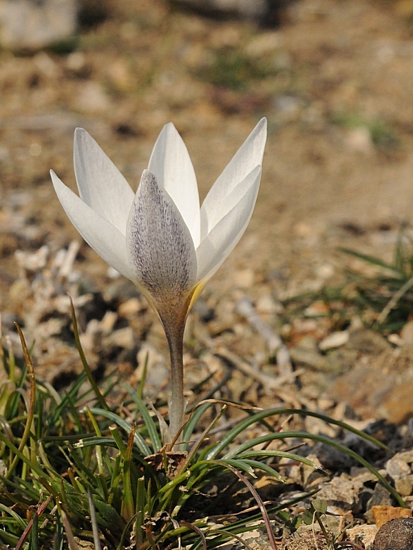 Image of Crocus alatavicus specimen.