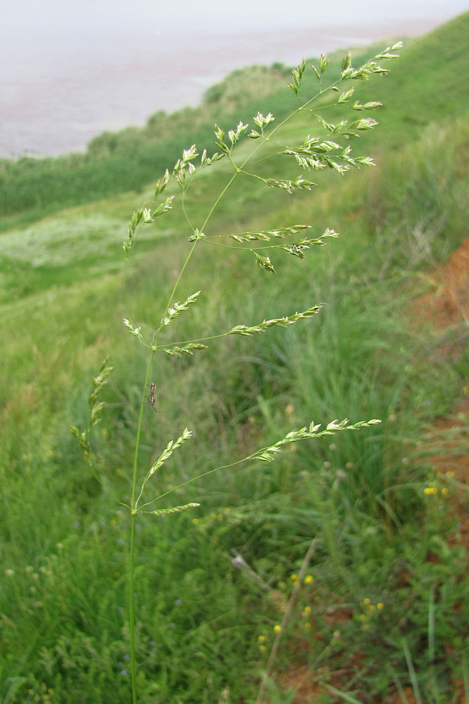 Изображение особи Poa sylvicola.