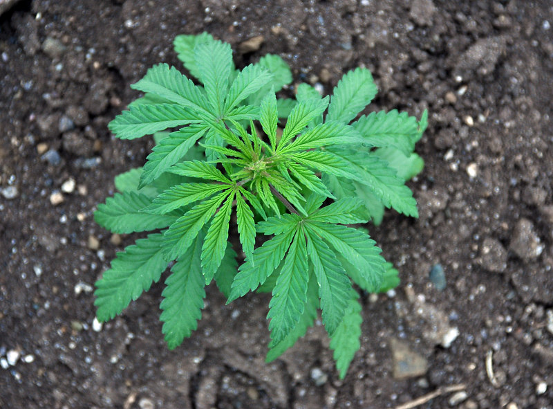 Image of Cannabis sativa var. spontanea specimen.