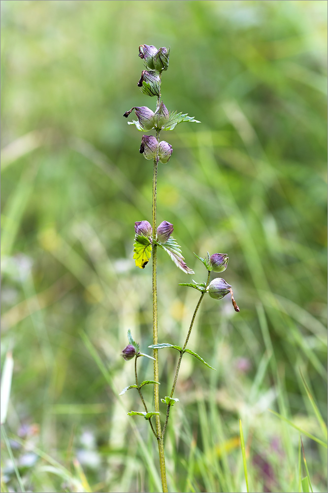 Изображение особи Rhinanthus minor.