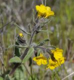 Alkanna orientalis