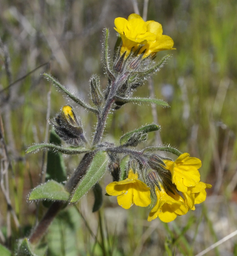 Image of Alkanna orientalis specimen.