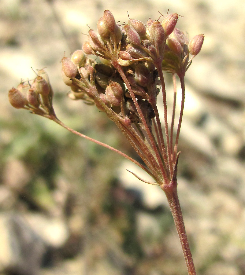 Image of Pimpinella tragium specimen.