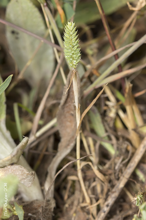 Image of Phleum paniculatum specimen.