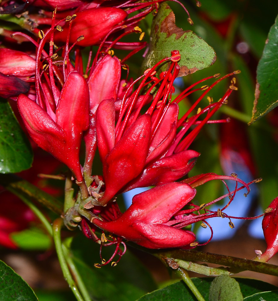 Изображение особи Schotia brachypetala.