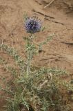 Echinops albicaulis. Цветущее растение. Казахстан, Алматинская обл., возле вдхр. Капчагай. 03.07.2009.