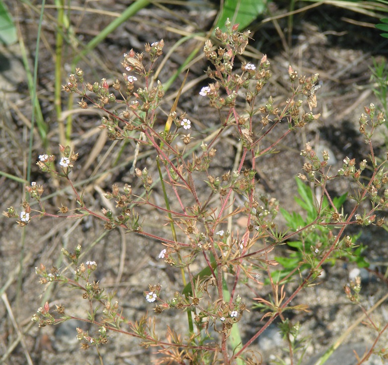 Image of Chamaerhodos erecta specimen.