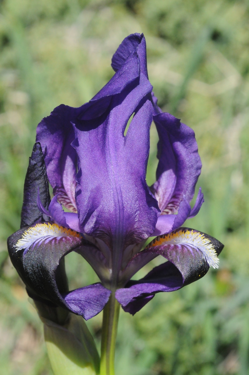 Image of Iris bicapitata specimen.