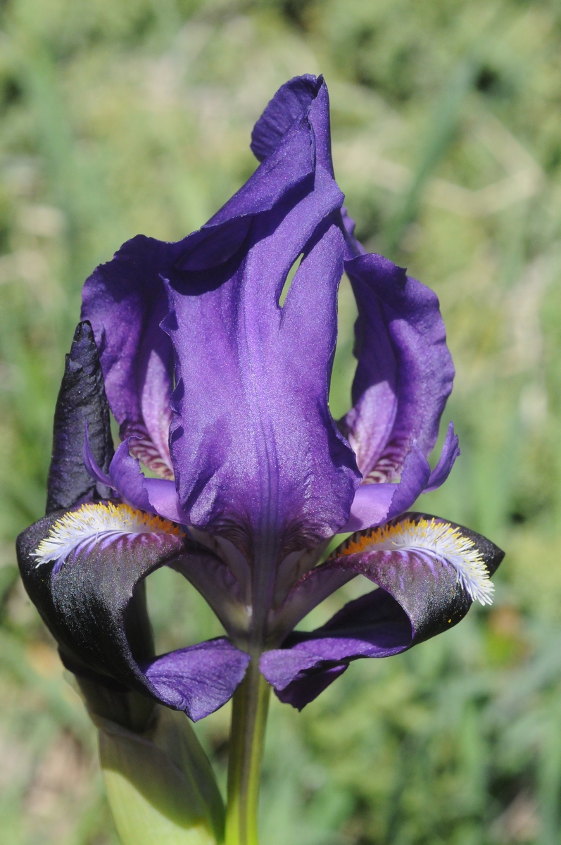 Изображение особи Iris bicapitata.