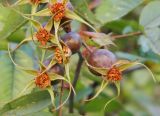 Rosa glauca