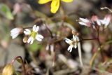 Erophila verna. Цветки. Южный Казахстан, Сырдарьинский Каратау, р-н перевала Куюк. 21.03.2015.