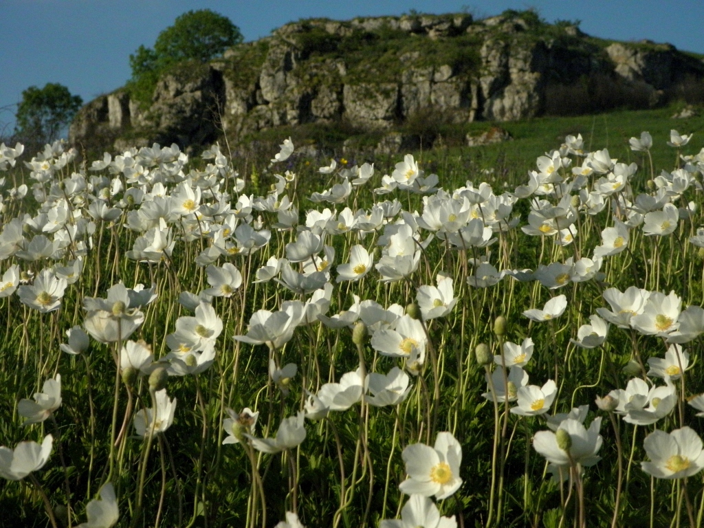 Image of Anemone sylvestris specimen.