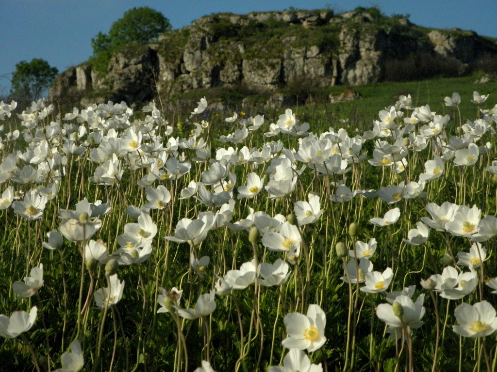 Изображение особи Anemone sylvestris.