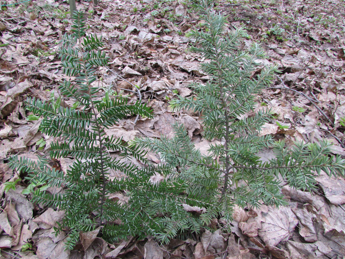 Image of Tsuga heterophylla specimen.